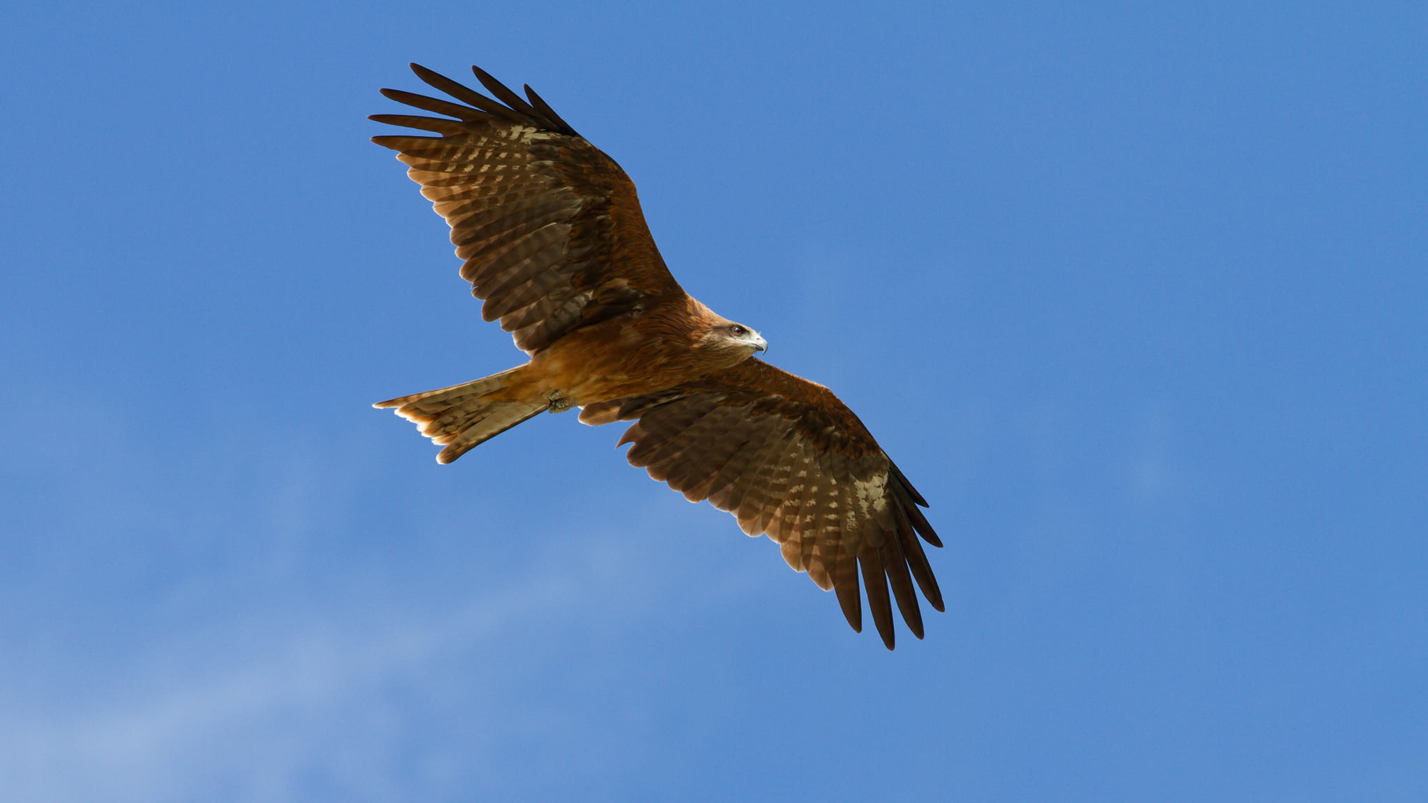 03-Mt Fuji (10) Oishi Park.jpg